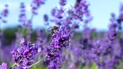 Bee Pollinating Purple Flower Stock Footage 115282661