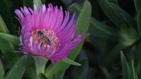 Bee Pollinating Purple Flower Video stock 117836950