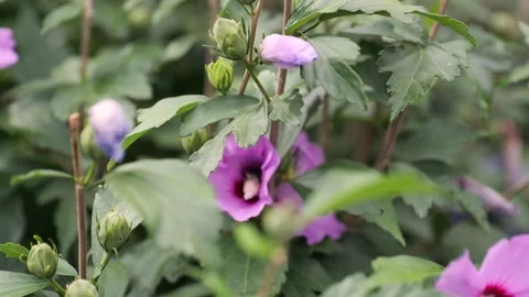 Bee Pollinating Purple Flower Stock Footage 344067525