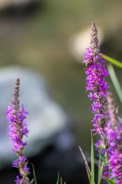 Bee pollinating a purple flower. Stock Photos