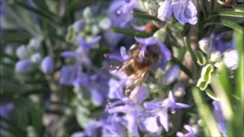 Bee pollinating purple flowers. Stock Footage 132628727