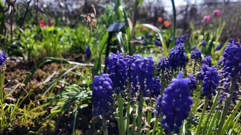 Bee Pollinating Purple Grape Hyacinths in a Sunny Spring Garden Close-Up Видео 332712543