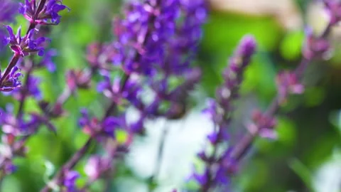 Bee Pollinating Purple Lavender Flowers In Sunny Garden Close Up Stock Footage 337885397