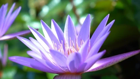 Bee pollinating a purple lotus flower. Stock Footage 94384053