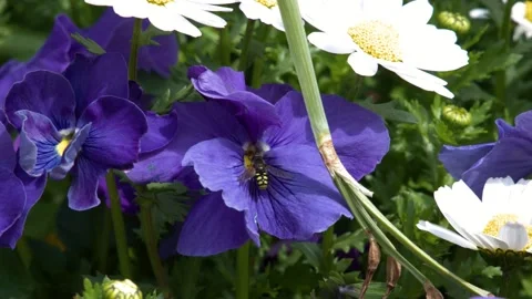 Bee Pollinating Purple Pansies and White Daisies in Spring Garden Stock Footage 343841939