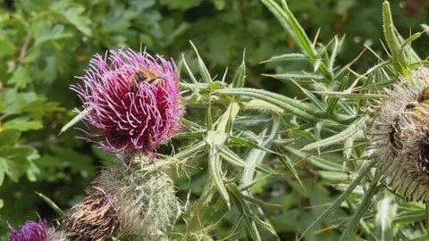 Bee Pollinating a Purple Thistle Flower (Cirsium vulgare) in a Lush Green E.. Stock Footage 335211473