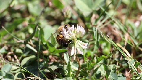 Bee pollinating quatrefoil flowers Stock Footage