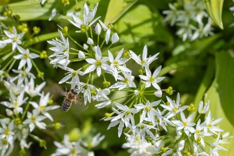 Bee pollinating ramsons wild garlic flower in spring Stock Photos