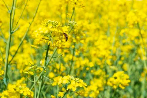 Bee pollinating a rapeseed flower Stock Photos