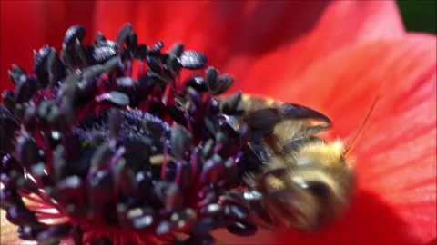 Bee pollinating red blooming flower. Stock Footage 131767036