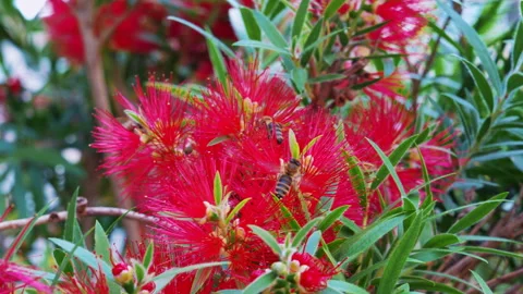 Bee pollinating red bottlebrush flowers in a garden Stock-Footage 343137960