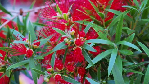 Bee Pollinating Red Bottlebrush Flowers In A Garden Stock Footage 346192632