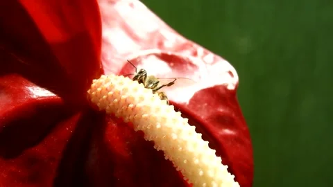 Bee Pollinating Red Flower - Macro Nature Animation Stock Footage 307875576