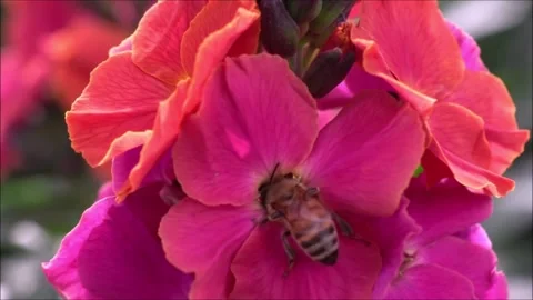 Bee pollinating red flowers. Stock Footage 131671504