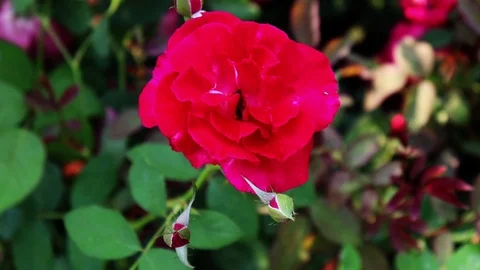 Bee Pollinating in  Red Rose Flower Stock Footage 107197160