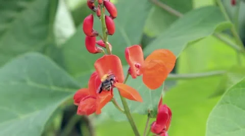 Bee pollinating runner bean flowers Stock Footage 11799983