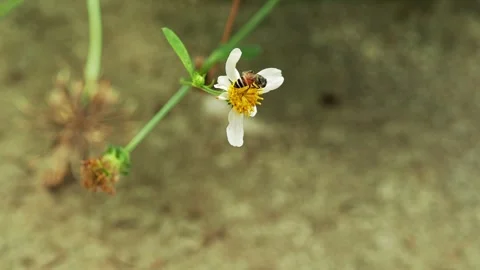 Bee Pollinating Small Wildflower in Tropical Garden Macro Close Up Stockbeeldmateriaal 335609836