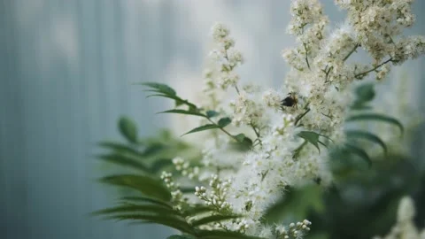 Bee pollinating spring flower in close up view Video stock 170601612