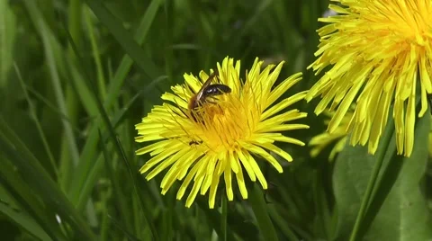 Bee Pollinating Spring Flowering Dandelion Plant Stock-Footage 48654262