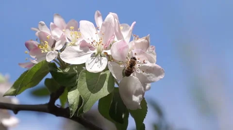 Bee Pollinating Spring Flowers Stock Footage 50152516
