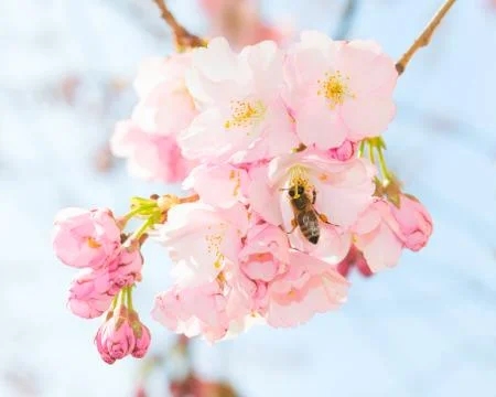Bee pollinating springtime blooming orchard fruit garden Stock-Fotos