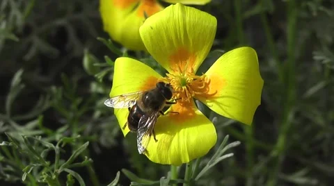 Bee Pollinating Summer Flower Stock-Footage 48668158