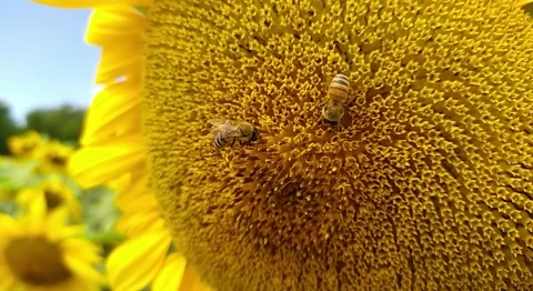 Bee is pollinating sunflower in 120fps slowmotion Stock Footage 135564182