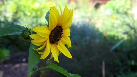 Bee pollinating a sunflower blowing in the wind Stock Footage 284433848