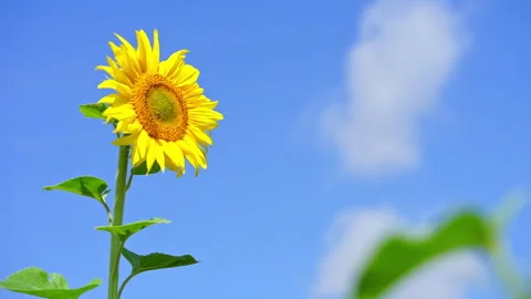Bee pollinating sunflower on blue sky background. Copy space Stock Footage 271143654