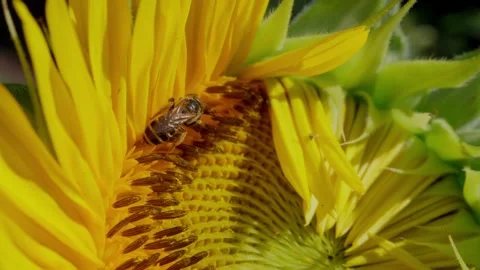 Bee Pollinating Sunflower Stock Footage 340322986