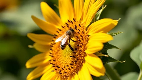 A bee pollinating a sunflower in the garden Stockbeeldmateriaal 313891091