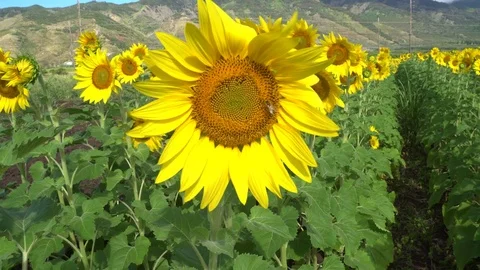 Bee Pollinating Sunflower, Mountains in Background. Stock Footage 74462681