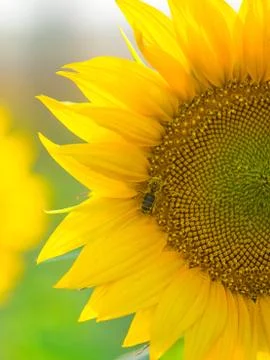 Bee pollinating the sunflower Stock Photos