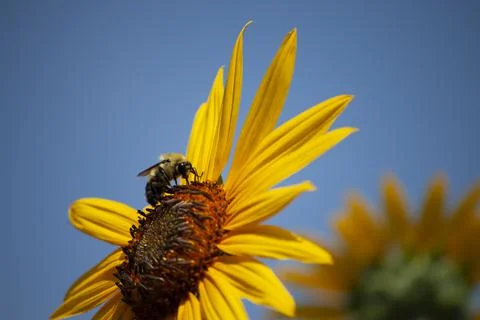 Bee Pollinating a Sunflower Stock Photos