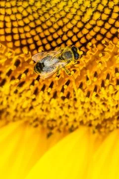 Bee pollinating sunflower Stock Photos