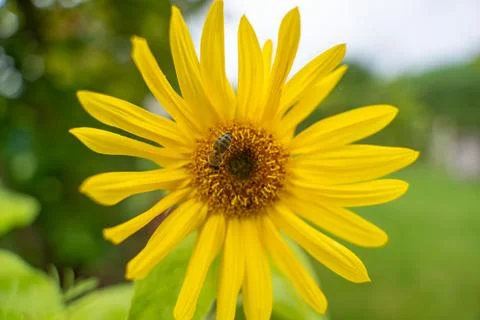 Bee pollinating sunflower. Stock Photos