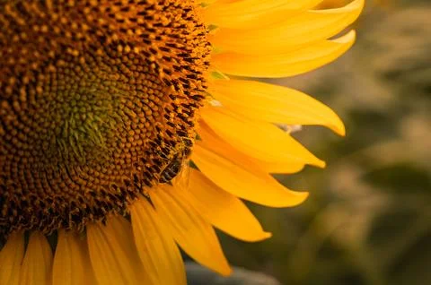 Bee Pollinating Sunflower Stock Photos