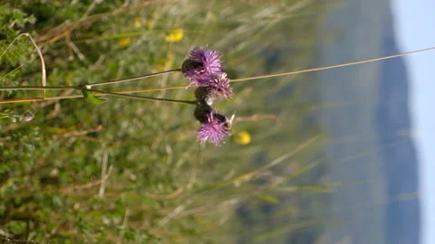 Bee pollinating thistle flower outdoor closeup Stock Footage 232383548