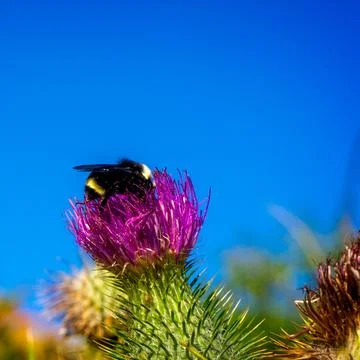 A bee pollinating thistle. Stock Photos