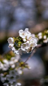 Bee pollinating a tree flower Stock Photos