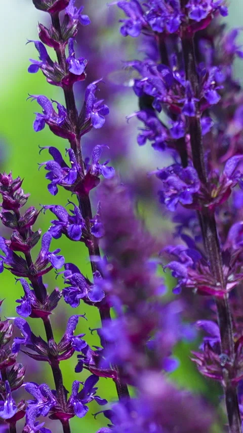Bee Pollinating Vibrant Purple Lavender Flowers in Summer Garden Stock Footage 339375553