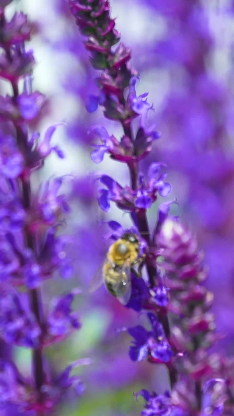 Bee Pollinating Vibrant Purple Lavender Flowers in Slow Motion Stock Footage 339375563