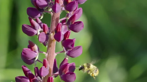Bee Pollinating Vibrant Purple Lupin Flower Stock Footage 335835178
