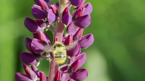 Bee Pollinating Vibrant Purple Lupin Flower Stock Footage 335835822