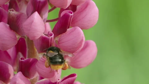 Bee Pollinating Vibrant Purple Lupin Flower Stock Footage 336320660