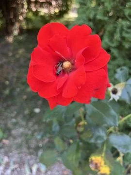Bee Pollinating a Vibrant Red Rose Stock Photos