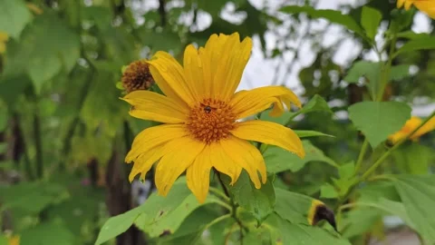 Bee pollinating vibrant Sun flower 4k HD footage Video stock 328044834