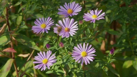 Bee pollinating violet flowers 스톡 동영상 99440250