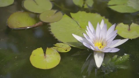 Bee pollinating violet lotus flower in a water lily pond Stock Footage 272316037