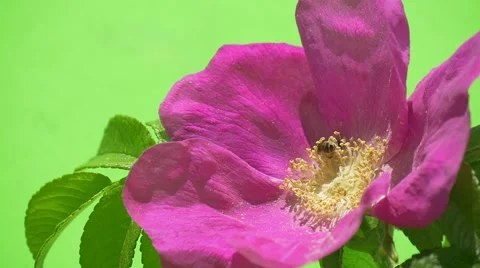 Bee Is Pollinating Violet, Purple Flower, Rosa, Macro, Sunshine, Slow Motion Stock Footage 50549028